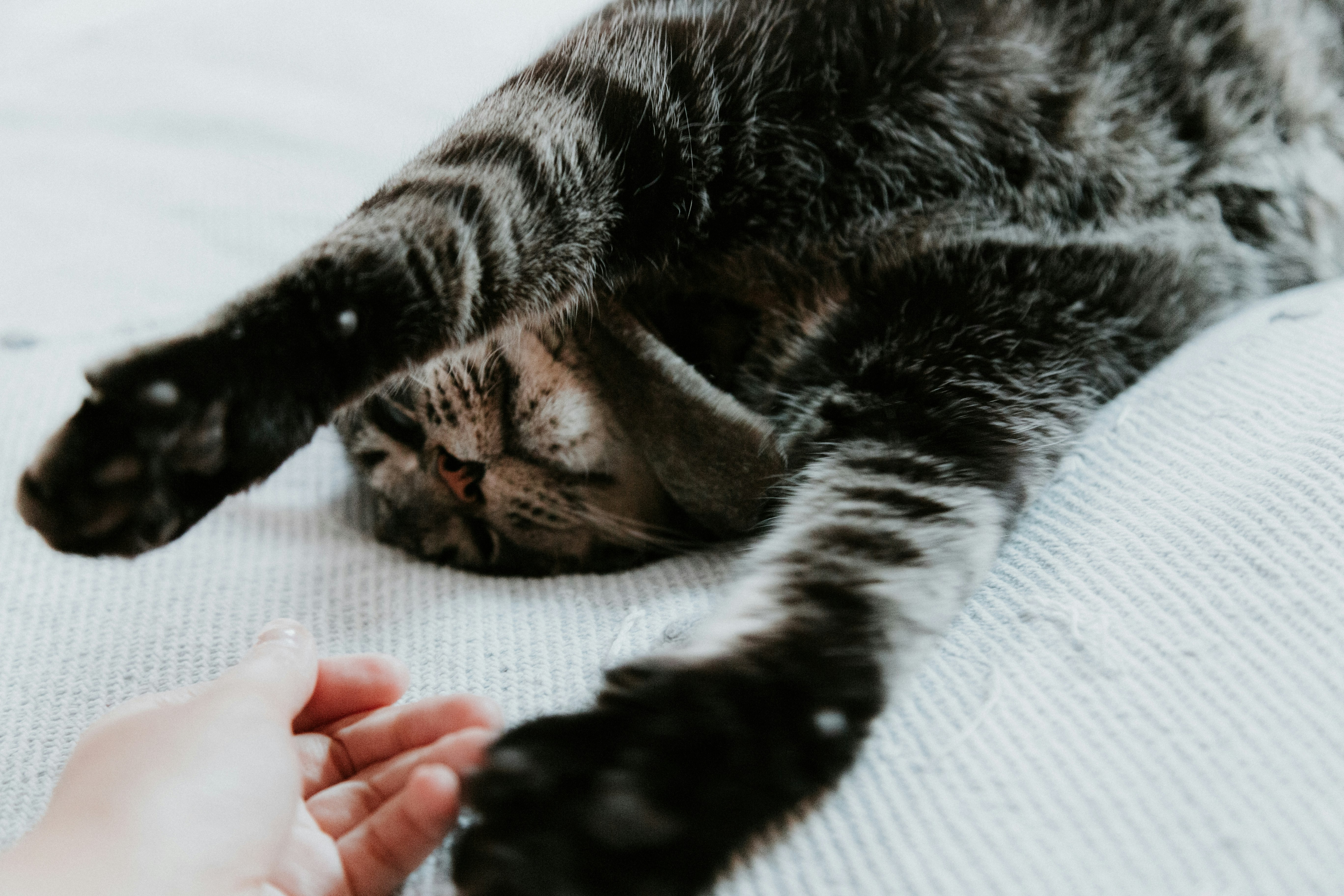 gray cat lying on whit surface